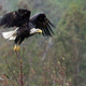 A bald eagle taking flight in Friendship, Maine.